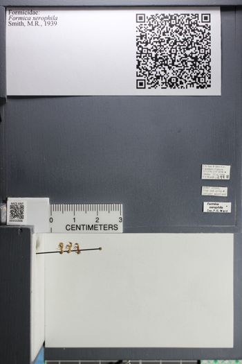 Media type: image;   Entomology 553306